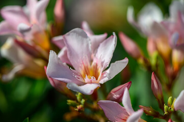 Fototapeta premium Beautiful Yet Poisonous Pink Oleander Flowers in Cyprus