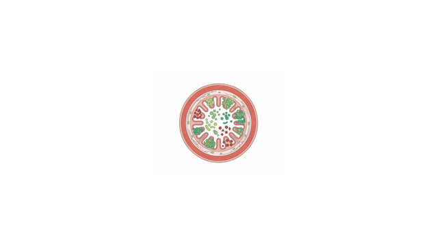 Diagram of intestinal villi structure and nutrient absorption cells