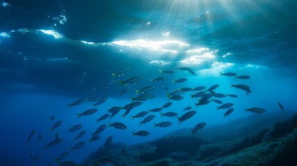 Naklejka premium School of fish swimming in bright sunlit ocean water