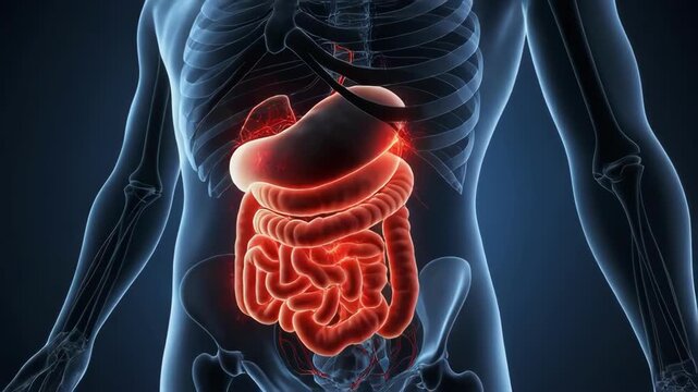 Celiac Plexus Neural Cluster in Transparent Upper Abdominal Anatomy for Pain Education