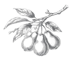 Pear tree branch with ripe fruits and foliage. Vintage engraved botanical illustration isolated on white background. © Artverza