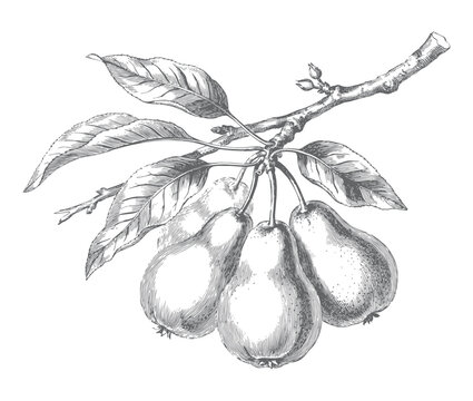 Pear tree branch with ripe fruits and foliage. Vintage engraved botanical illustration isolated on white background.