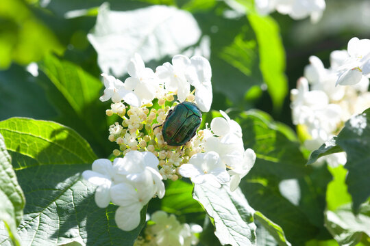 Golden bronze beetle on viburnum flowers in the garden.