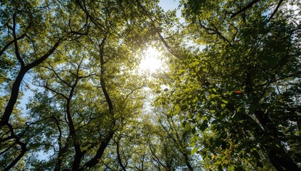 Fototapeta premium Sunlight shining through a canopy of green trees
