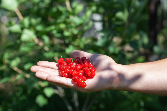 Fruiting of red currants. Ripe red currants on a man's hand. Growing red currants.