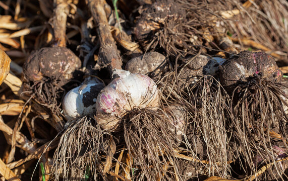 Harvesting young garlic. Garlic heads close-up.