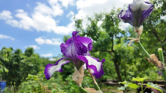 Purple flower stands tall with green plants and blue sky in background, sunlight shines on landscape and clouds float by, creating a vibrant scene