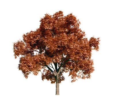 Isolated tree with transparent background. Asculus hippocastanum or the horse chestnut. Autumn version.	