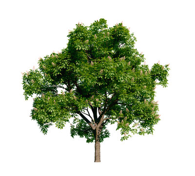 Isolated tree with transparent background. Asculus hippocastanum or the horse chestnut. Summer version.	