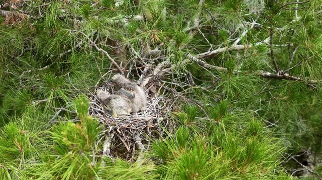 Black-crowned night heron (Nycticorax nycticorax) chicks resting in their sheltered nests, hidden among pine branches. A pure and peaceful glimpse of wildlife in the heart of nature.