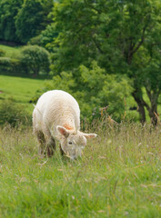 A young lamb grazes in a lush green field with trees in the background. © Ray