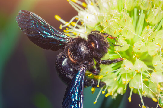 The carpenter bee (Xylocopa) with shiny blue wings and hairy body collects the pollen from onion bloom. Macro photography