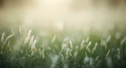 Obraz premium Soft focus backdrop featuring white grass bloom