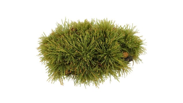 Isolated oakmoss Evernia prunastri specimen on plain white background with clipping path