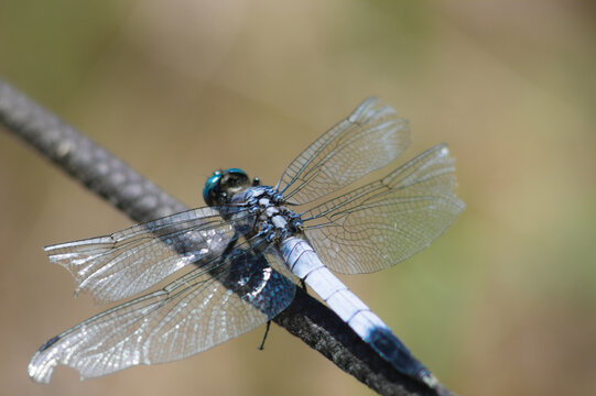 Deielia phaon dragonfly hanging in a string.