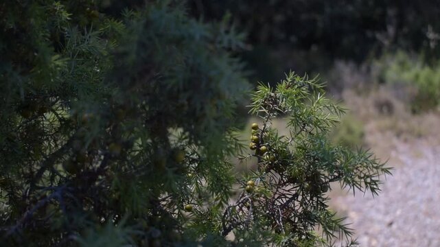 moss on the Cade juniper shrub growing in the Mediterranean garrigue landscape