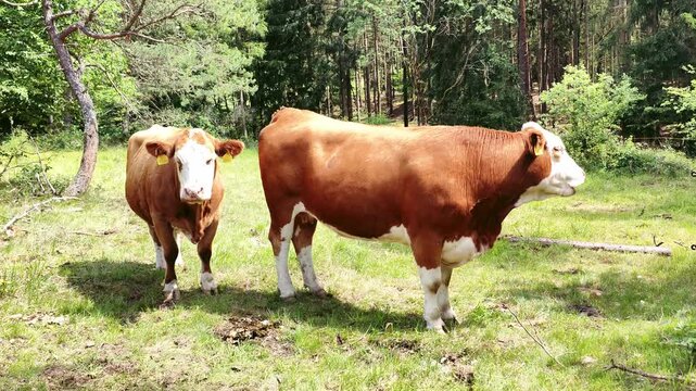 Two brown and white beef cows stand on a sunny meadow surrounded by dense forest trees. Lush green grass under bright daylight creates peaceful rural scene.