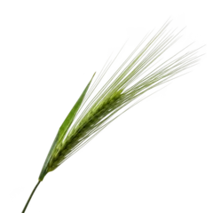 Single green wheat stalk with delicate awns isolated on transparent background © Nice PNG