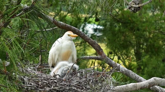 A Western cattle egret (Ardea ibis) protecting its chicks with love and care in its nest in a pine tree. Captivating and tender moments from the wild.
