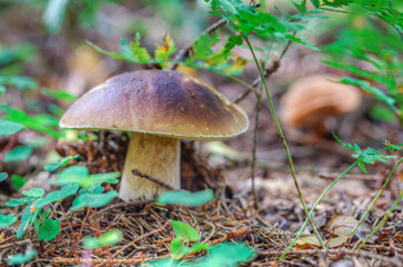 Fototapeta premium Edible porcini mushrooms grow naturally in the wild.