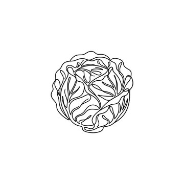 Single line drawing of a fresh cabbage head, minimalist vegetable illustration