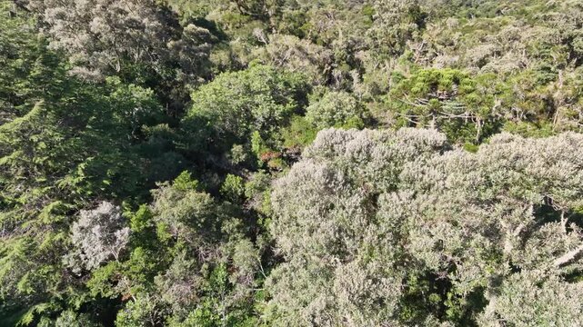 Aerial view of a brazilian rainforest with Araucaria trees