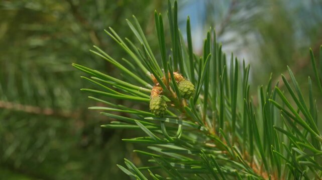 Two maturing closed green Lodgepole Pinecone on a pine branch with green needles in coniferous forest of mountains swaying in the wind