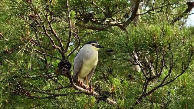 Perched proudly among the green pine branches, an adultBlack-crowned night heron (Nycticorax nycticorax) with its red eyes and distinctive plumage. A moment of natural wildlife.