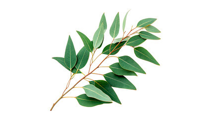 Fresh green eucalyptus branches with pointed leaves isolated on transparent background cut out © kalash-png