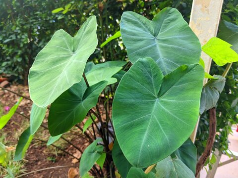 Fresh green taro leaves in natural garden