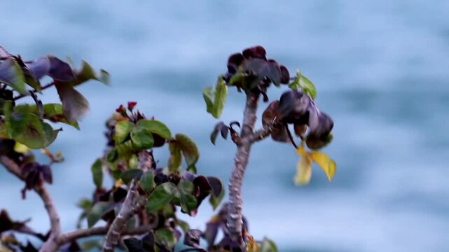 Jatropha gossypiifolia plant swaying in the wind against blurred blue ocean waves. Minimalist coastal botanical background for tropical travel and summer lifestyle concepts.