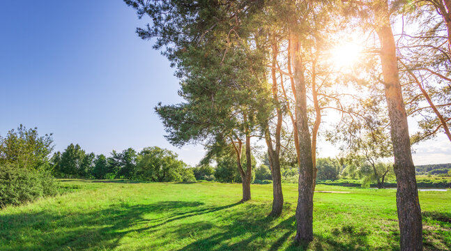 Sunlight filters through tall pine trees
