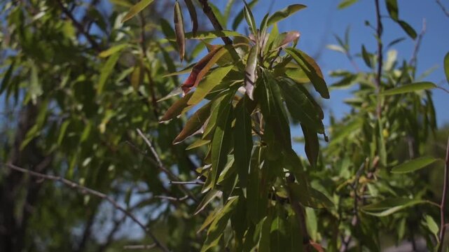 Green almond tree foliage swaying gently in the wind under a clear blue summer sky