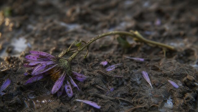 Trampled wildflower in muddy soil under soft morning light, close-up view.