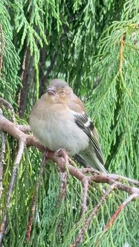 Junger Buchfink (Fringilla coelebs) schl&auml;ft friedlich auf einem Ast- Ein junger Buchfink schl&auml;ft ruhig auf einem Ast im Naturgarten. Sanfte Wildlife-Szene mit heimischem Singvogel in friedlicher Natur