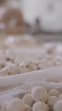Close-up of traditional kurt, dried fermented cheese pieces displayed for sale at a local Uzbek bazaar. Authentic Central Asian dairy product, traditional snack and cultural food heritage 