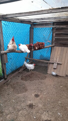 Hens and a rooster are sitting on a perch under a blue canopy in the chicken coop. © Oksava
