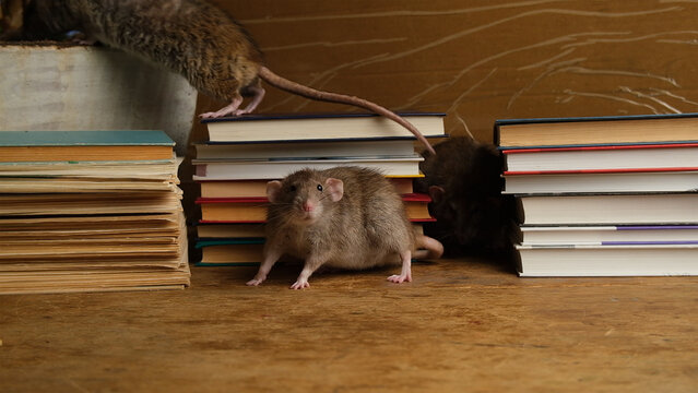  Brown big rat  in library, stack books on wooden table.