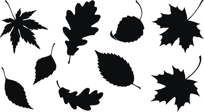 Set of various autumn leaves silhouettes