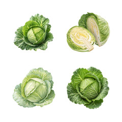 Obraz premium etailed Napa Cabbage Illustration Bundle isolated on transparent background