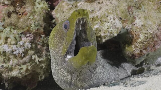 Moray eel swimming underwater in the ocean