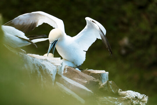 Mating Gannets