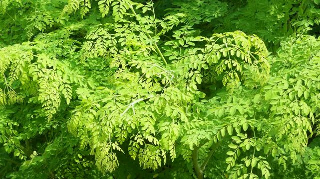 Vibrant green leaves of the Moringa plant. The fast- growing deciduous tree is native to the Indian subcontinent and is now widely cultivated in tropical regions.
