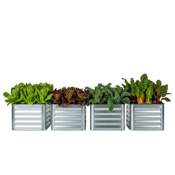 Four rectangular galvanized steel raised garden beds filled with lush lettuce, kale, and colorful swiss chard under soft studio light, urban gardening concept
