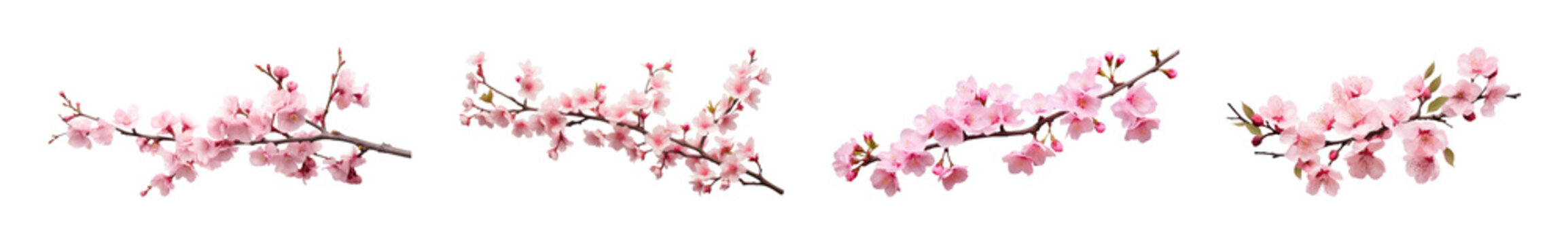 PNG Delicate pink cherry blossoms on transparent background
