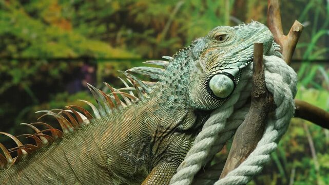 Close up of a green iguana lying on a tree branch with a thick rope in a terrarium. An exotic large lizard rests against a blurred background of tropical greenery.