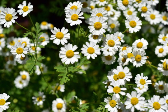 Viele Mutterkraut-Bl&uuml;ten im Fr&uuml;hling