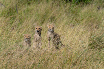 Three Cheetah Cubs Sitting in Tall Grass of the Serengeti Savanna © MVP Studios
