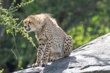 Fluffy Cheetah Cub Sitting on a Rocky Kopje in the Serengeti © Andy