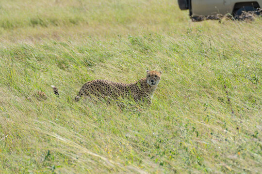 Adult Cheetah Standing in Tall Grass Prairie Near Safari Vehicle in the Serengeti